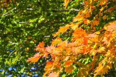 【中止のお知らせ】10月23日(水)裏磐梯紅葉ライド