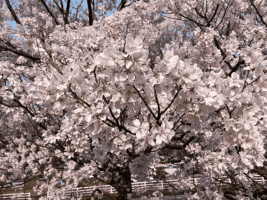 【花見ライド】 4/5(日) 鶴来 十八河原公園