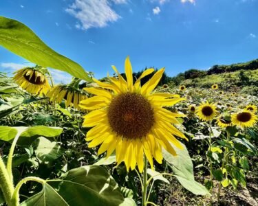 【中止のお知らせ】8月26日(月)三ノ倉高原ひまわりライド