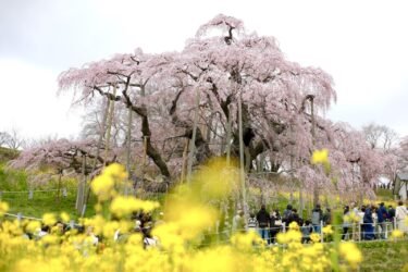 三春滝桜おすすめサイクリングコース！
