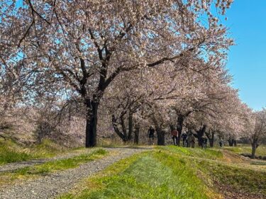 4月5日(日) & 4月12日(日)お花見ライド開催しました！