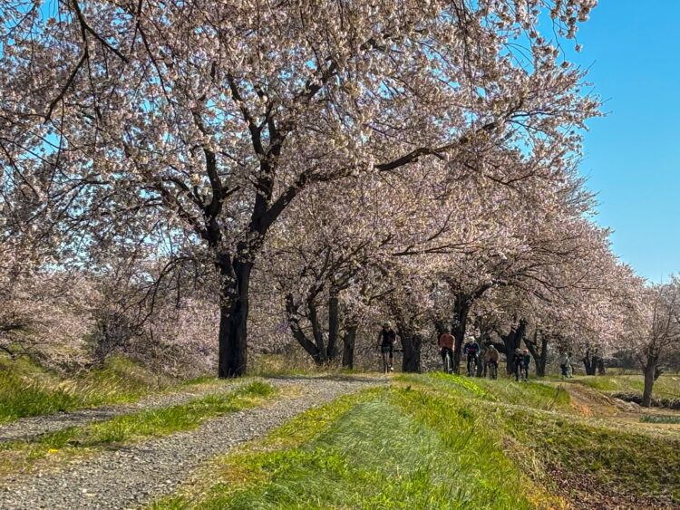 4月5日(日) & 4月12日(日)お花見ライド開催しました！