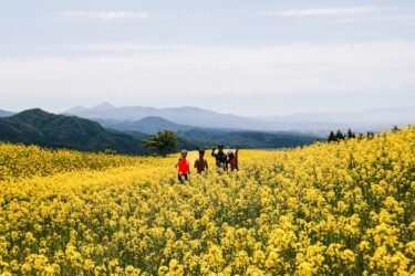 三ノ倉高原の菜の花畑を見に行ってきました！