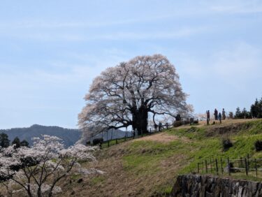 【休日ライド】醍醐桜を見に行ってきました！