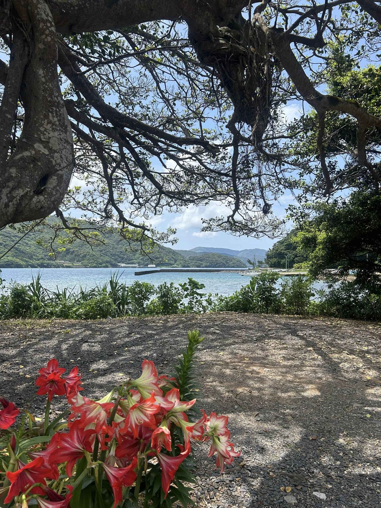 奄美大島の絶景の旅